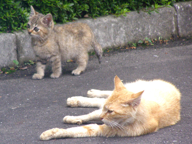 むぎわら猫同盟 7 むぎわら猫通信